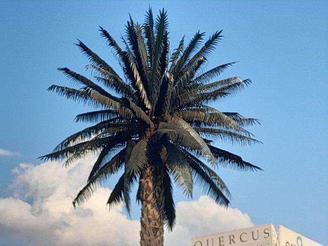 Czupryna palmy pięknie prezentuje się na tle popołudniowego majowego nieba.